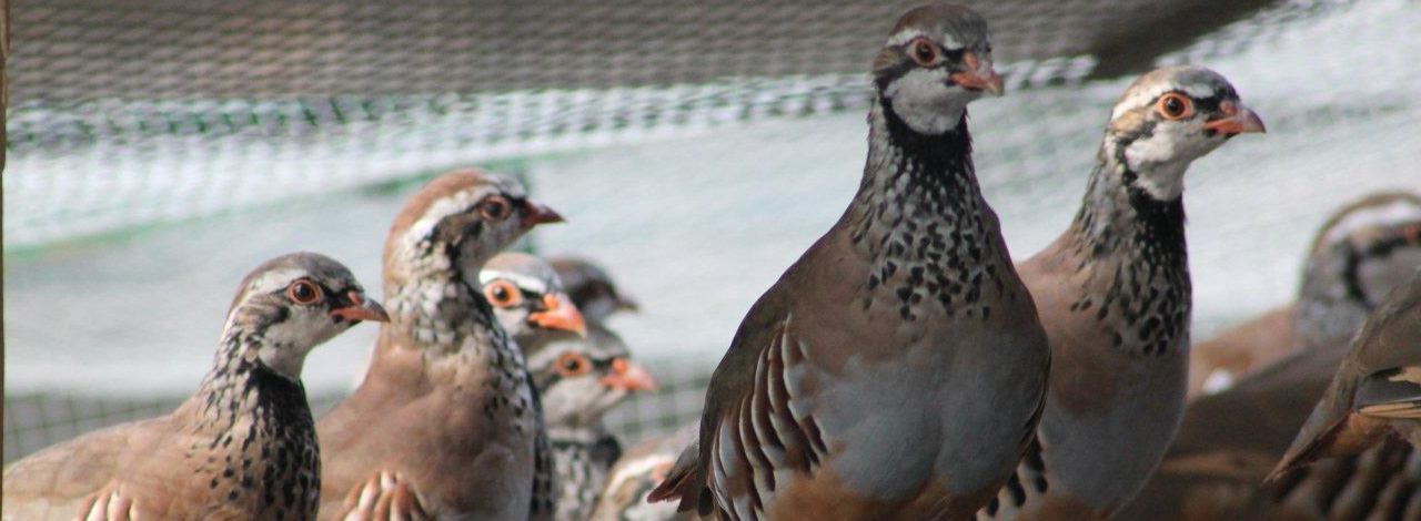 welland valley game header image 6