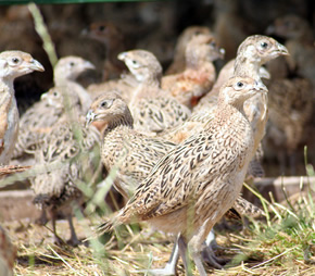 hen poult