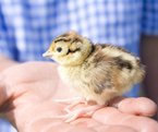 Welland Valley Game - Chick Sales